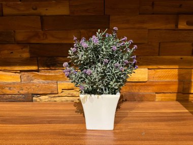 Minimalist dekoratif saksılar, oda duvarlarını süslemek ve dekore etmek için kullanılır. Orijinal şekline benzeyen plastik bitkiler. Ahşap duvarlarla birleştirilmiş bitkilerin görüntüsü gerçekten gözü bozuyor..