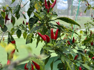 chili plants that vary there are green, red. black chilies and purple chilies are rare, very unique and interesting. chili plant live in cold mountainous areas. Fresh chilies are ready to be harvested