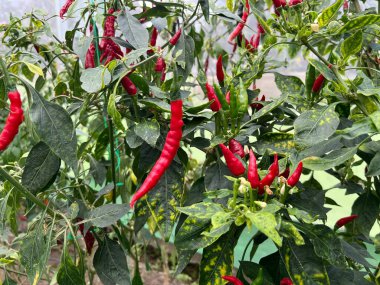 chili plants that vary there are green, red. black chilies and purple chilies are rare, very unique and interesting. chili plant live in cold mountainous areas. Fresh chilies are ready to be harvested