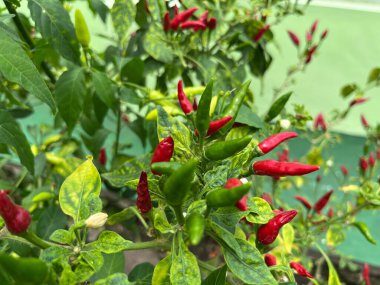 chili plants that vary there are green, red. black chilies and purple chilies are rare, very unique and interesting. chili plant live in cold mountainous areas. Fresh chilies are ready to be harvested