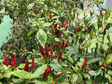 chili plants that vary there are green, red. black chilies and purple chilies are rare, very unique and interesting. chili plant live in cold mountainous areas. Fresh chilies are ready to be harvested