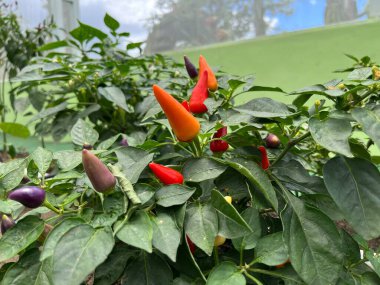 chili plants that vary there are green, red. black chilies and purple chilies are rare, very unique and interesting. chili plant live in cold mountainous areas. Fresh chilies are ready to be harvested
