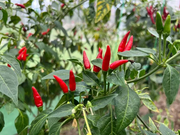 Chili Växter Som Varierar Där Gröna Röda Svarta Chilipeppar Och Royaltyfria Stockbilder