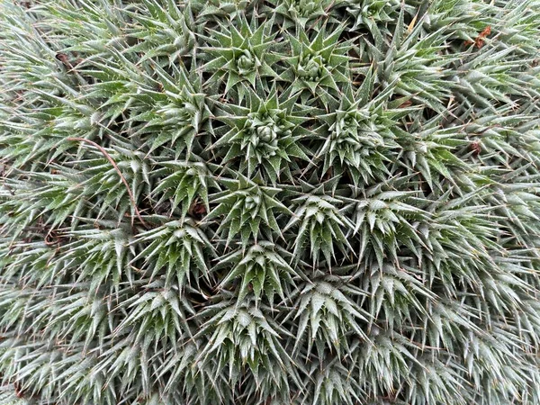 Trending Cactus Plantes Ornementales Mini Plantes Forme Qui Sont Très — Photo