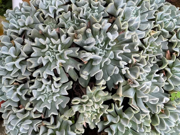Μοντέρνα Καλλωπιστικά Φυτά Κάκτων Μίνι Σχήμα Φυτά Οποία Είναι Πολύ — Φωτογραφία Αρχείου
