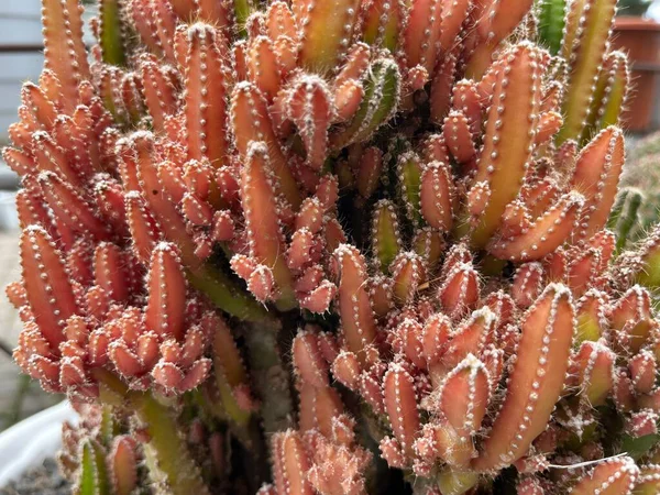 Trending Cactus Plantes Ornementales Mini Plantes Forme Qui Sont Très — Photo