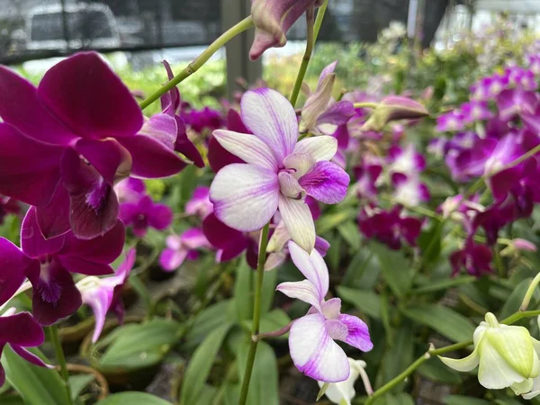 Орхидеи Растения Которые Цветут Красиво Имеют Различные Типы Цвета Орхидея — стоковое фото
