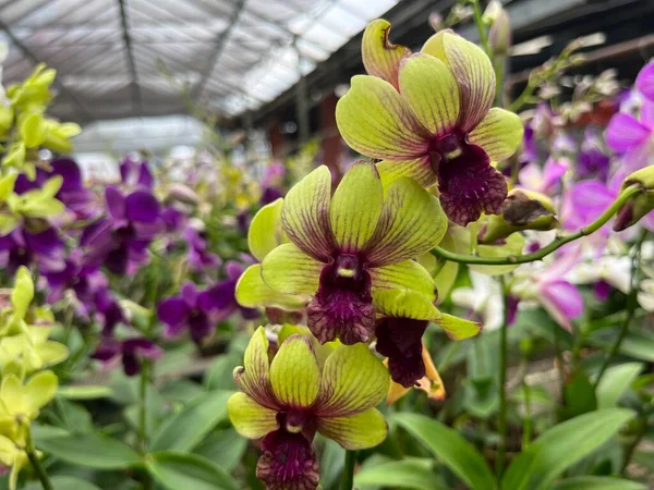 Orchid plants that are blooming beautifully, have various types and colors. This orchid ornamental plant is perfect for decorating the house. Orchids are one of the most popular ornamental plants.