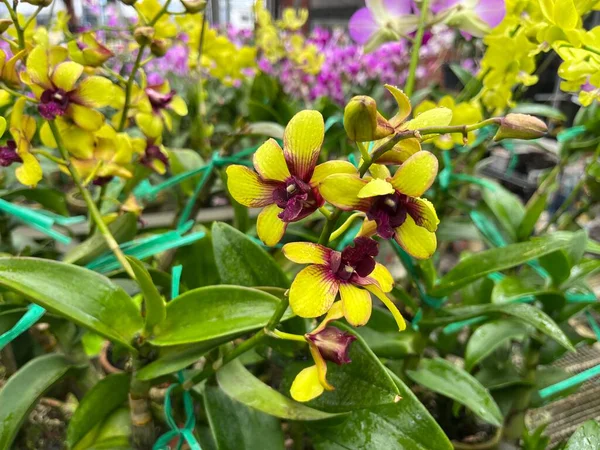 Orchid plants that are blooming beautifully, have various types and colors. This orchid ornamental plant is perfect for decorating the house. Orchids are one of the most popular ornamental plants.