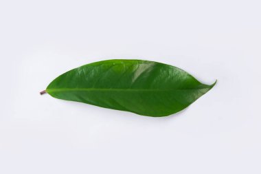Mangosteen yaprakları beyaz arka planda yalıtılmış. kırpma yolu ile.