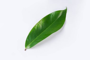 Mangosteen yaprakları beyaz arka planda yalıtılmış. kırpma yolu ile.