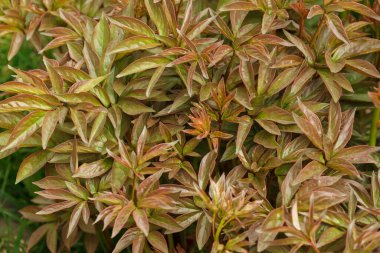 Yeşil şakayık yaprakları. Süs bitkisinin yeşil yapraklarının arka planı. Alanın küçük derinliği (DOF)