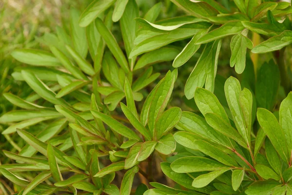 stock image Green peony leaves. Background from green leaves of ornamental plant. Small depth of field (DOF)