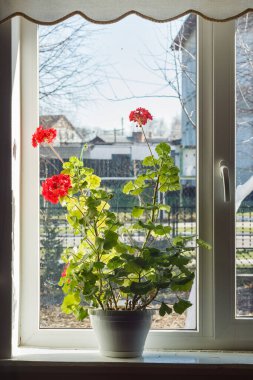 Pencere pervazında bir saksı. Saksı.