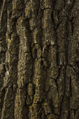 Meşe kabuğu yosunla kaplıdır.