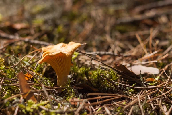 Beautiful Chanterelle Cantharllus Cibrius Mushrooms Forest Shallow Depth Field Dof — Photo