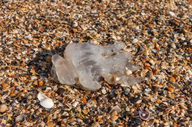 Kumlu sahile atılan denizanası. Küçük alan derinliği