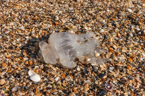 Kumlu sahile atılan denizanası. Küçük alan derinliği