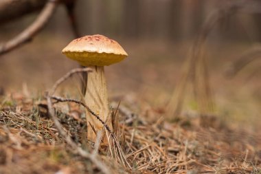 Aureoboletus projectellus mushroom grows in a coniferous forest. Small depth of field
