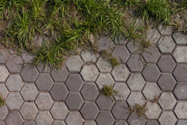 Çimenler kaldırım kiremitleri arasındaki çatlaklarda yetişir. Üst görünüm. 