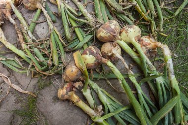 Güneşli bir günde soğan hasadı kurutmak. Üst görünüm.