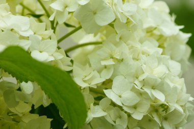 Ortanca Çiçekleri. Kaybet kendini. Küçük alan derinliği