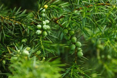 Juniper branch with berries. Juniperus communis. Background. Closeup. Small depth of field