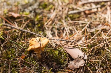 Beautiful chanterelle (cantharllus cibrius) mushrooms in the forest. Shallow depth of field (DOF)