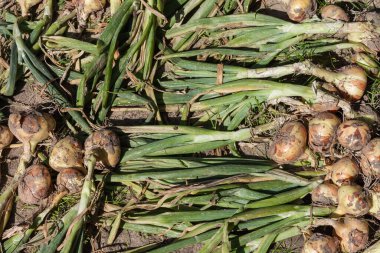 Güneşli bir günde soğan hasadı kurutmak. Üst görünüm.