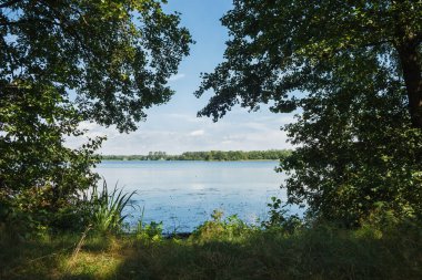 Bitkiler tarafından çerçevelenmiş orman gölü manzarası