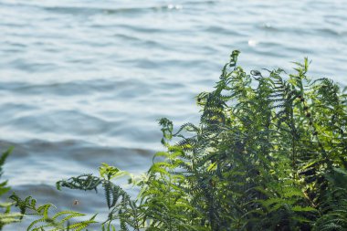 Mavi suyun arka planında eğreltiotu