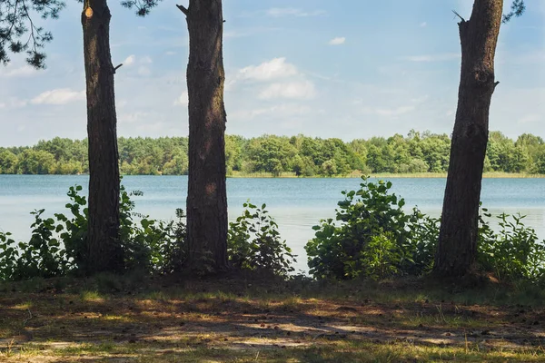 Bir Orman Gölünün Kıyısında Çam Ağacı Olan Manzara — Stok fotoğraf