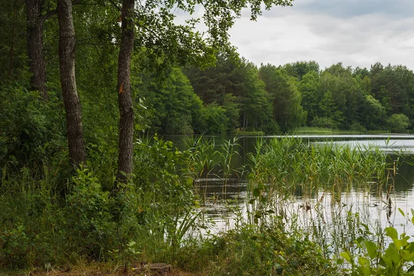 Trees on the shore of a forest lake. Beautiful view from the shore