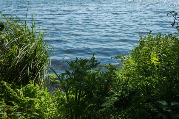 Widok Jezioro Leśne Otoczone Roślinami — Zdjęcie stockowe