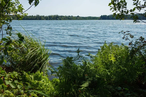 Вид Лесное Озеро Обрамленное Растениями — стоковое фото