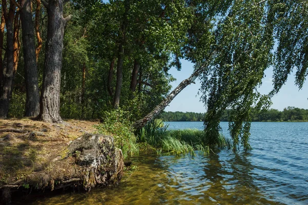 Skogssjön Solig Dag Utsikt Från Vattnet Till Stranden Med Träd — Stockfoto