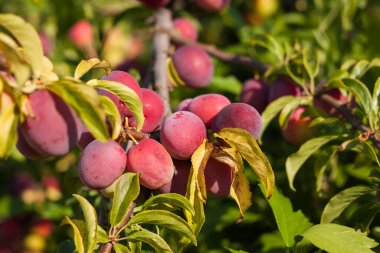 Mature red plum on the branch. Close-up. Small depth of field (DOF)
