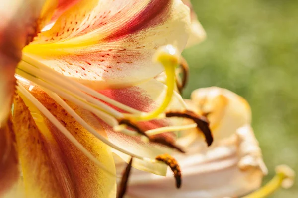 Gelbe Lilienblüten Sonnenlicht Zwischen Pflanzen Garten Nahaufnahme Dof — Stockfoto