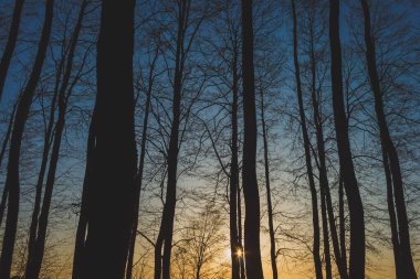 Gün batımının arka planında karanlık ağaç siluetleri. Akşam gökyüzü