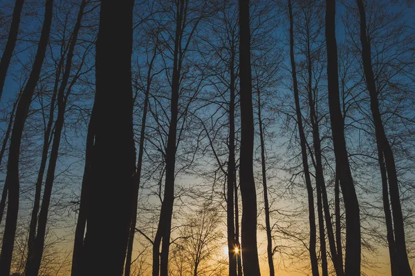 Donkere Silhouetten Van Bomen Achtergrond Van Zonsondergang Avond Hemel — Stockfoto