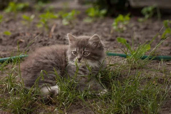 Mały Puszysty Szary Kotek Siedzi Trawie — Zdjęcie stockowe