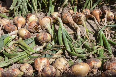 Güneşli bir günde soğan hasadı kurutmak. Üst görünüm.