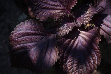 Basil in the garden. Basil leaves are illuminated by the sun's rays. Close-up. DOF