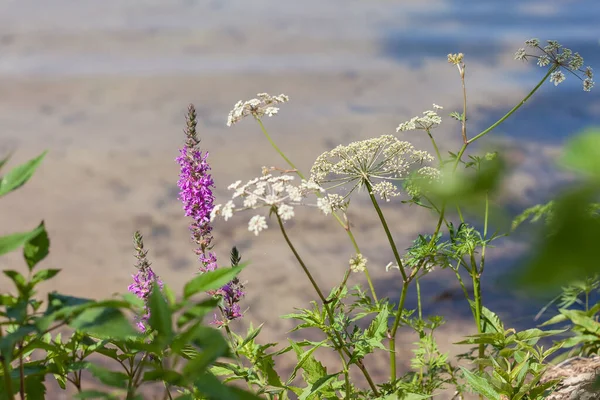 Различные Полевые Цветы Берегу Озера Небольшая Глубина Резкости — стоковое фото