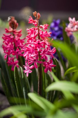 Sümbül (sümbül). Bahar çiçekleri. Küçük alan derinliği