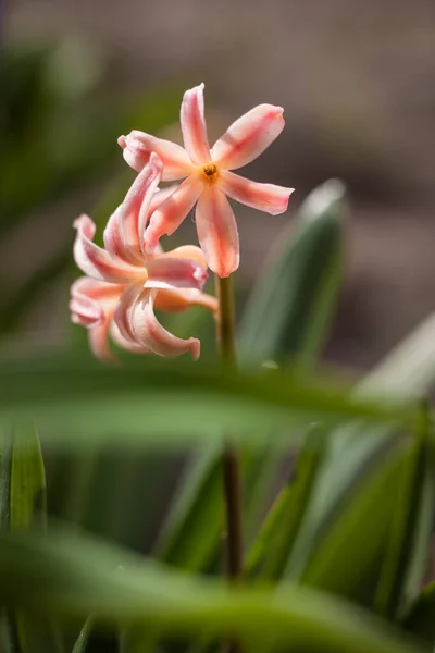 Гіацинт Гіацинт Весняні Квіти Мала Глибина Різкості — стокове фото