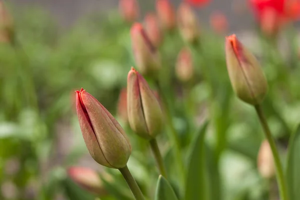 Tulipanes Rojos Cerca Casa Tulipa Primer Plano Pequeña Profundidad Campo — Foto de Stock
