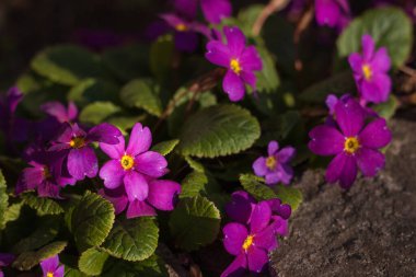 Bahçedeki bitkilerin arasında Primrose Primula çiçekleri. Küçük alan derinliği