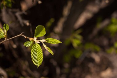 Genç yeşil yapraklar dalda. Bahar arkaplanı