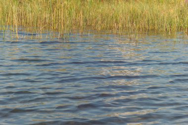 Reed gölde. Dalgalar ve parıltılar gölün yüzeyinde parlıyor. Yakın plan.